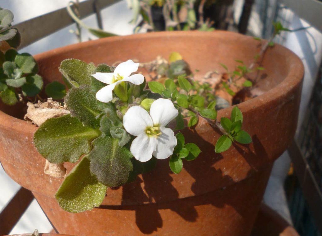 Knospen und Sprossen