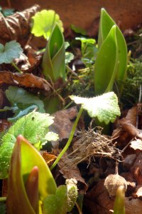 P1020952nochdreitulpen