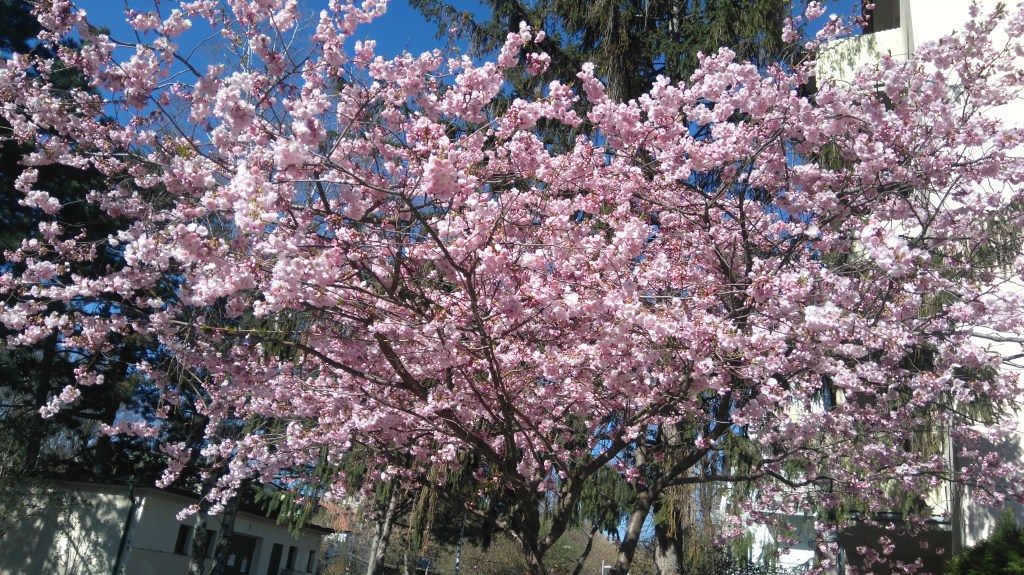 Benedict Wells: Vom Ende der Einsamkeit – oder  ein Grund, warum eine Buchhändlerin Rezensionsexemplare dann doch noch&nbsp;liest.